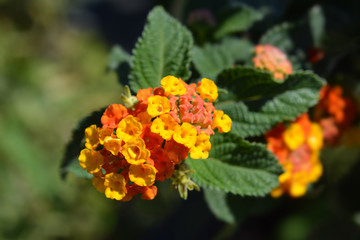 Shrub verbena flower
