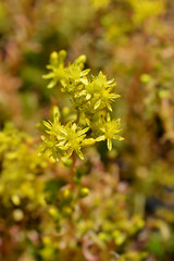 Rock stonecrop