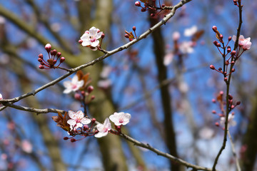 Black Cherry Plum