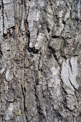 Common walnut