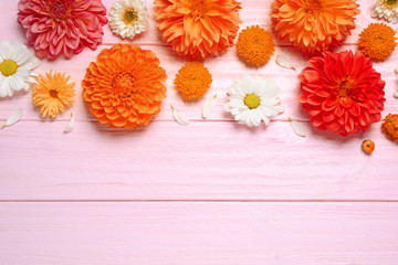 Flat lay composition with beautiful orange dahlia flowers on light pink wooden background