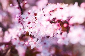 spring flower cherry