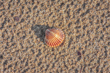 A beautiful textured orange shell on a beach with sand