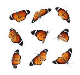 Set of many flying painted lady butterflies on white background © New Africa