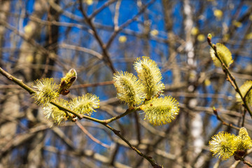 Spring catkins in a woodland