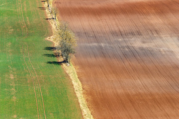 Headland with trees between two fields in spring