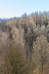 Spring budding trees in a beautiful woodland