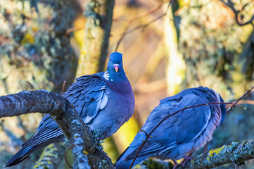 Pair of Wood Pigeons sitting on a tree branch and looking