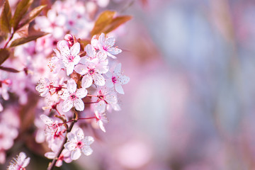 spring flower cherry