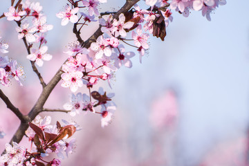 spring flower cherry