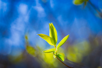 Fresh green spring leaves on the branch in sun rays. Early spring nature background. Copy space for text.