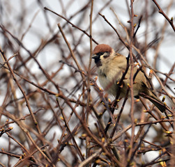 Bird in bush