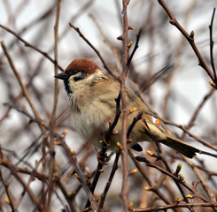 Bird in bush