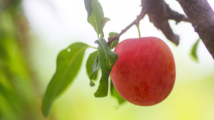 Plum tree brunch, Prunus fresh fruits on a tree