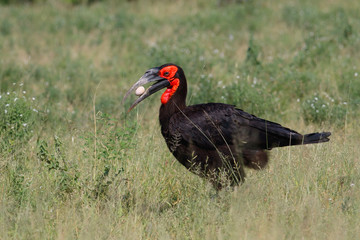 Happy Easter - Southern Ground Hornbill found an egg in Kruger National Park in South Africa