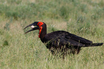 Happy Easter - Southern Ground Hornbill found an egg in Kruger National Park in South Africa