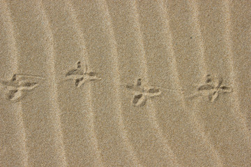 footprints of birds in sand on beach