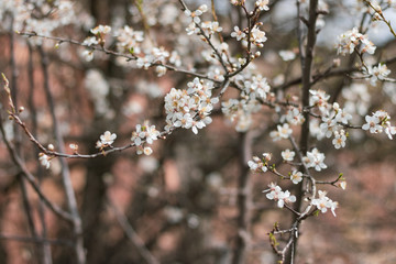 Tree buds in the spring. Plum buds. Plum blossom. Spring background