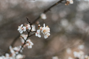 Tree buds in the spring. Plum buds. Plum blossom. Spring background