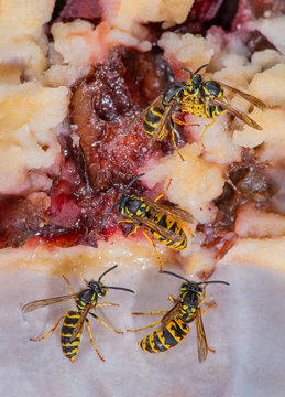 Ansammlung von Wespen fressen Pflaumenkuchen vom Teller, Wespen auf Pflaumenkuchen, Ansammlung von Wespen als St&ouml;renfriede naschen Kuchen, l&auml;stige Insekten auf Kaffeetisch