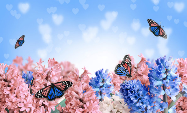 Beautiful hyacinth flowers and amazing fragile monarch butterflies