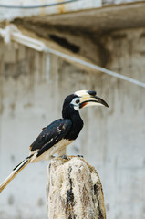 Oriental hornbill (Anthracoceros albirostris) freely live in nature is one of an attraction at Pangkor Island, Malaysia