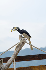 Oriental hornbill (Anthracoceros albirostris) freely live in nature is one of an attraction at Pangkor Island, Malaysia