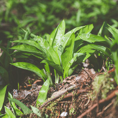 Bärlauch - wild garlic