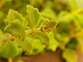 Baby's tear macro plant green creeper