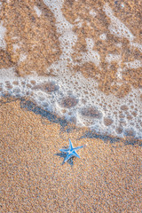 A small blue starfish against orange sand and some sea water