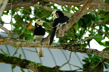 Oriental hornbill (Anthracoceros albirostris) freely live in nature is one of an attraction at Pangkor Island, Malaysia