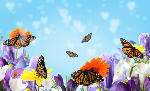 Beautiful blooming flowers and fragile monarch butterflies