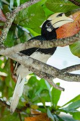 Oriental hornbill (Anthracoceros albirostris) freely live in nature is one of an attraction at Pangkor Island, Malaysia