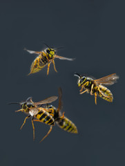 Fliegende Wespen, flying wasps, flying vespula vulgaris, vespula vulgaris flying, angriffslustige fliegende Wespen 