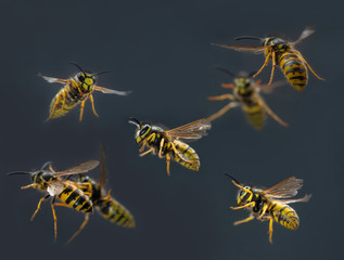 Fliegende Wespen, flying aggressive wasps, fliegende angriffslustige Wespen, bedrohliche fliegende...