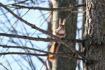 An adult squirrel sits on a tree in a city park on a spring day.