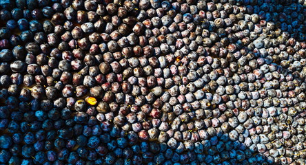 Plums stacked side by side on a wooden stand ready for drying.