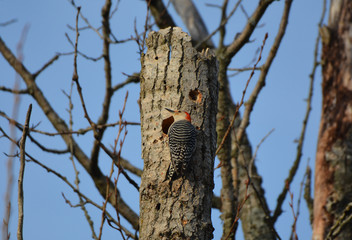 Red Bellied Woodpecker nesting