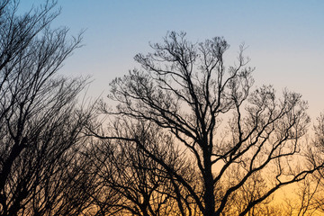 日の出前の木々のシルエット