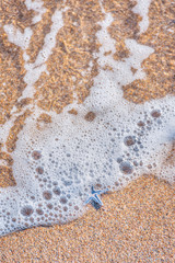A small blue starfish against orange sand and foam from a wave