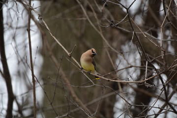 Cedar Waxwing bird
