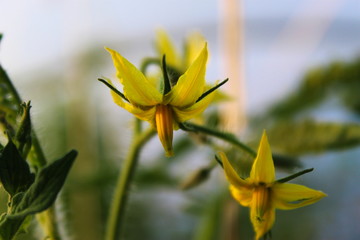 Picture of a tomato flower in a greenhouse.