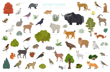 Apine tundra biome, natural region infographic. Terrestrial ecosystem world map. Animals, birds and plants design set - obrazy, fototapety, plakaty