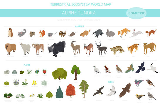 Apine tundra biome, natural region isometric infographic. Terrestrial ecosystem world map. Animals, birds and plants design set