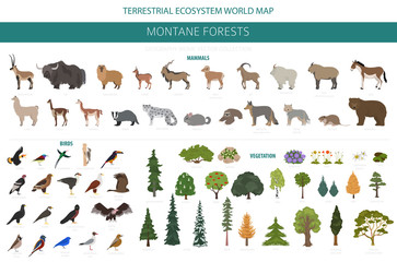 Montane forest biome, natural region infographic. Terrestrial ecosystem world map. Animals, birds and vegetations ecosystem design set