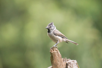 Crested tit perched on a branch.