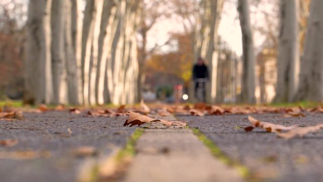 Slow-motion image of man cycling at bicycle path during autumn, Berlin, Germany.