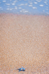 Fototapeta na wymiar A small blue starfish against orange sand and the sea in the background