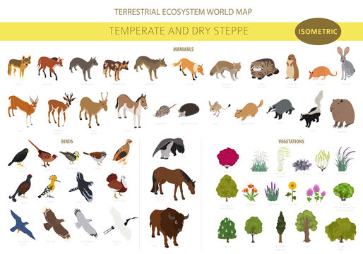 Temperate and dry steppe biome, natural region isometric infographic. Prarie, steppe, grassland, pampas. Terrestrial ecosystem world map. Animals, birds and vegetations ecosystem design set