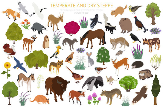 Temperate And Dry Steppe Biome, Natural Region Isometric Infographic. Prarie, Steppe, Grassland, Pampas. Terrestrial Ecosystem World Map. Animals, Birds And Vegetations Ecosystem Design Set